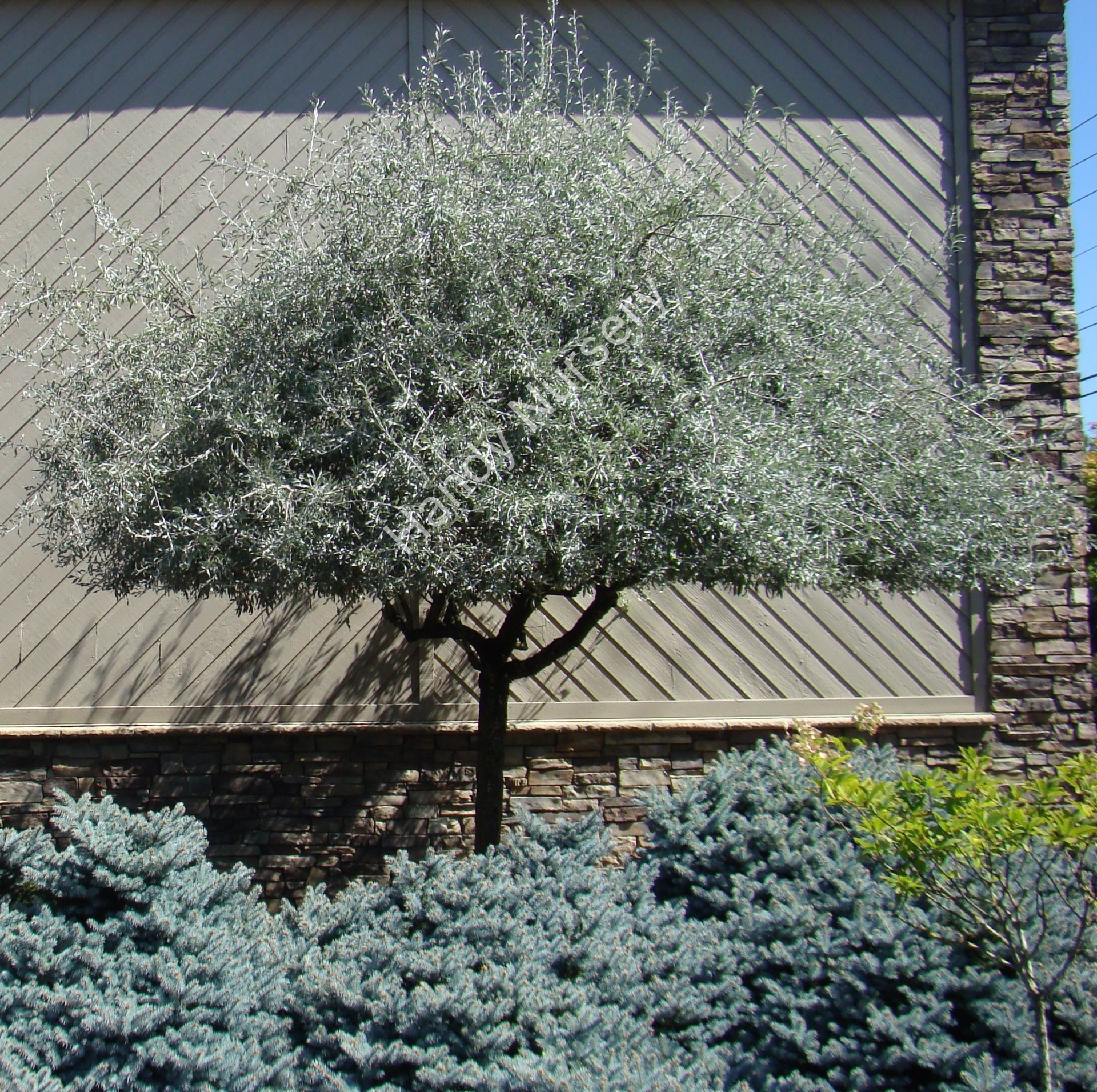 Pyrus salicifolia 